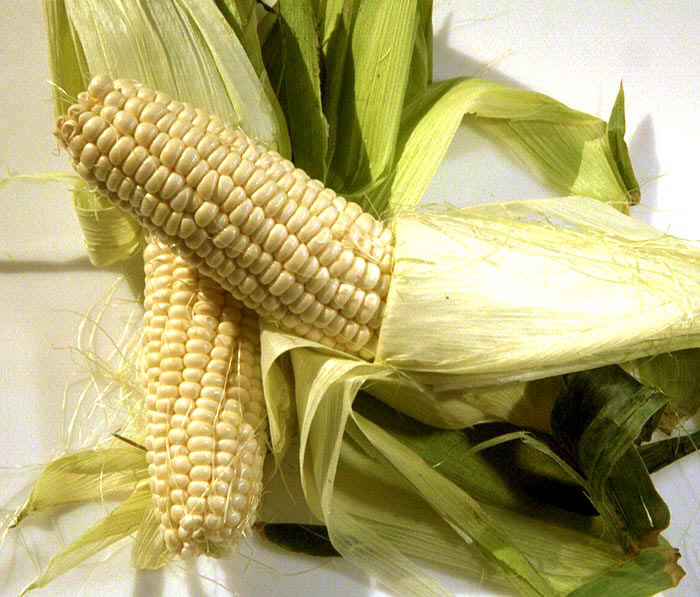 Corn